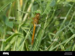 Attēlu rezultāti vaicājumam “Sympetrum sanguineum female”