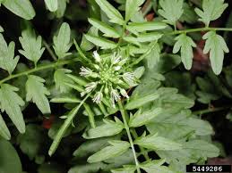 Attēlu rezultāti vaicājumam “Cardamine impatiens”