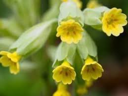 Attēlu rezultāti vaicājumam “Primula veris var. rubra”