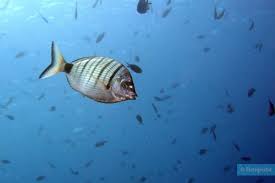 Image result for Diplodus