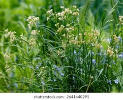 Attēlu rezultāti vaicājumam “Luzula luzuloides leaf”