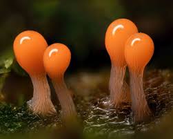 Attēlu rezultāti vaicājumam “Hemitrichia sordivesiculosa macro”