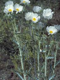 Attēlu rezultāti vaicājumam “Papaver argemone bud”