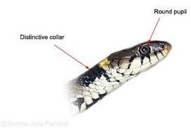 Attēlu rezultāti vaicājumam “Natrix natrix adult”