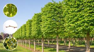 Attēlu rezultāti vaicājumam “Tilia cordata”