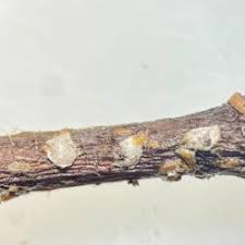 Attēlu rezultāti vaicājumam “Chionaspis salicis”