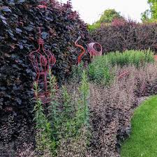 Attēlu rezultāti vaicājumam “Fagus sylvatica flower”