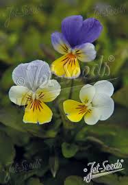 Attēlu rezultāti vaicājumam “Viola tricolor flower”