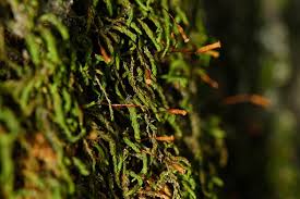Attēlu rezultāti vaicājumam “Leskea polycarpa sporophyte”