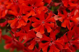 Attēlu rezultāti vaicājumam “Silene chalcedonica flower”