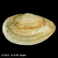 Attēlu rezultāti vaicājumam “Mya arenaria”