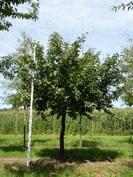 Attēlu rezultāti vaicājumam “Cydonia oblonga”