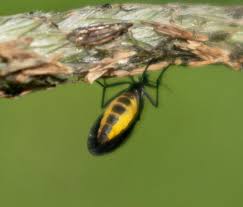 Attēlu rezultāti vaicājumam “Sciara analis”