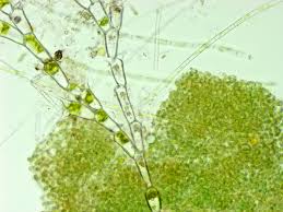 Attēlu rezultāti vaicājumam “Bulbochaete mirabilis”