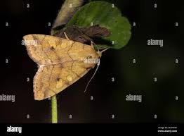 Attēlu rezultāti vaicājumam “Enargia paleacea”