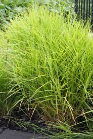 Attēlu rezultāti vaicājumam “Carex loliacea”