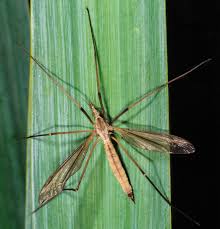 Attēlu rezultāti vaicājumam “Tipulidae female”