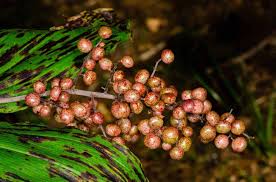 Attēlu rezultāti vaicājumam “Sium latifolium fruit”
