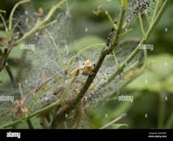 Attēlu rezultāti vaicājumam “Yponomeuta malinellus / cagnagella larva”