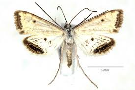 Attēlu rezultāti vaicājumam “Cataclysta lemnata”