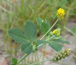 Attēlu rezultāti vaicājumam “Medicago lupulina”