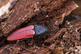 Attēlu rezultāti vaicājumam “Ampedus sanguineus”