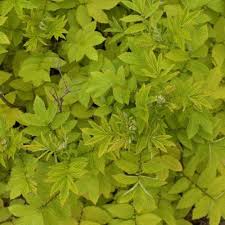 Attēlu rezultāti vaicājumam “Filipendula ulmaria  leaf”