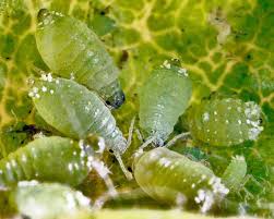 Attēlu rezultāti vaicājumam “Prociphilus xylostei”