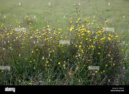 Attēlu rezultāti vaicājumam “Crepis paludosa flower”