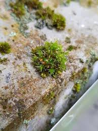 Attēlu rezultāti vaicājumam “Orthotrichum diaphanum sporophyte”