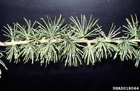 Attēlu rezultāti vaicājumam “Adelges laricis”