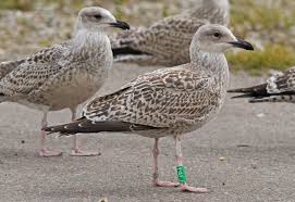 Attēlu rezultāti vaicājumam “Larus argentatus”
