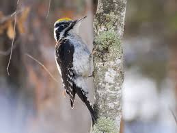 Attēlu rezultāti vaicājumam “Picoides tridactylus”