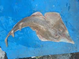 Image result for Glaucostegus cemiculus