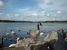 Image result for Rother Valley