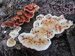 Attēlu rezultāti vaicājumam “Stereum fasciatum”