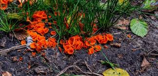 Attēlu rezultāti vaicājumam “Aleuria aurantia”