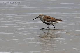 Attēlu rezultāti vaicājumam “Calidris alpina adult”