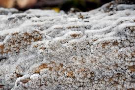 Attēlu rezultāti vaicājumam “Ceratiomyxa fruticulosa sessile”