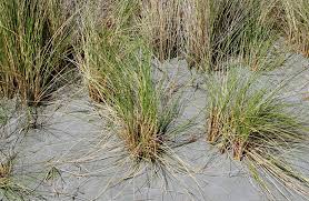 Attēlu rezultāti vaicājumam “Ammophila arenaria”