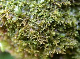 Attēlu rezultāti vaicājumam “Cladopodiella francisci macro”