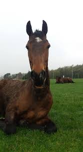 Image result for Dalkeith Park Equestrian Club