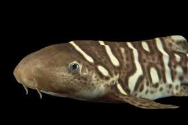 Image result for Stegostoma tigrinum