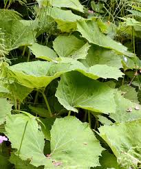 Attēlu rezultāti vaicājumam “Petasites spurius leaf”