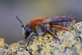 Attēlu rezultāti vaicājumam “Andrena haemorrhoa female”
