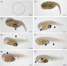 Image result for Trachinotus carolinus