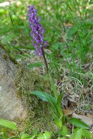 Attēlu rezultāti vaicājumam “Orchis mascula”