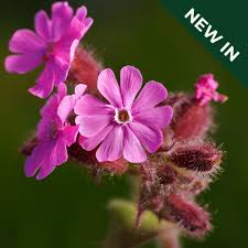 Image result for Silene dioica