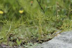 Attēlu rezultāti vaicājumam “Thesium ebracteatum leaf”