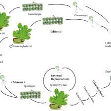 Attēlu rezultāti vaicājumam “Aloina rigida sporophyte”
